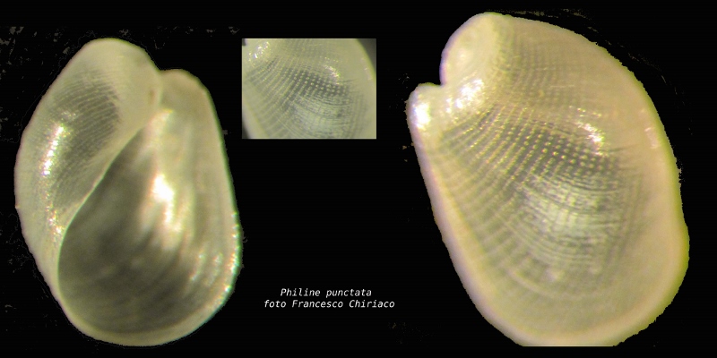 Philine punctata